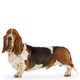 Basset Hound Shop The Dogs