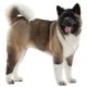 akita