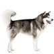 alaskan shop the dogs