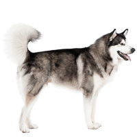 alaskan shop the dogs