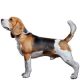 Beagle Shop The Dogs