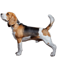 Beagle Shop The Dogs