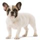 Bulldog Frances Shop The Dogs