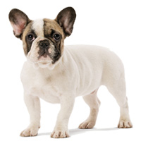 Bulldog Frances Shop The Dogs