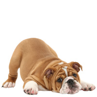 Bulldog Inglés