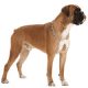 Boxer Shop The Dogs