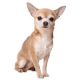 Chihuahueño