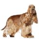 Cocker Spaniel