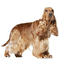 Cocker Spaniel