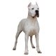 Dogo Argentino Shop The Dogs