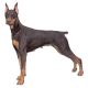 Doberman