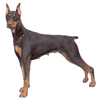 Doberman