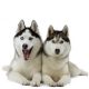 Siberian Husky