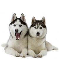 Siberian Husky