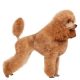 Poodle Shop The Dogs