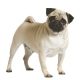 Pug
