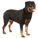 Rottweiler Shop The Dogs