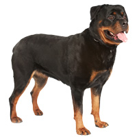 Rottweiler Shop The Dogs