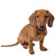 Dachshund (Salchicha) Shop The Dogs