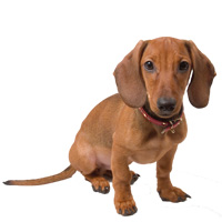 Dachshund (Salchicha) Shop The Dogs