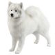 Samoyedo Shop The Dogs