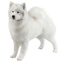 Samoyedo Shop The Dogs