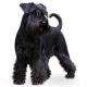 Schnauzer
