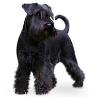Schnauzer