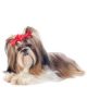Shihtzu Shop The Dogs