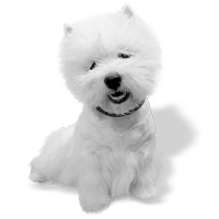 West Highland Shop The Dogs