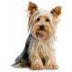 Yorkshire Terrier Shop The Dogs